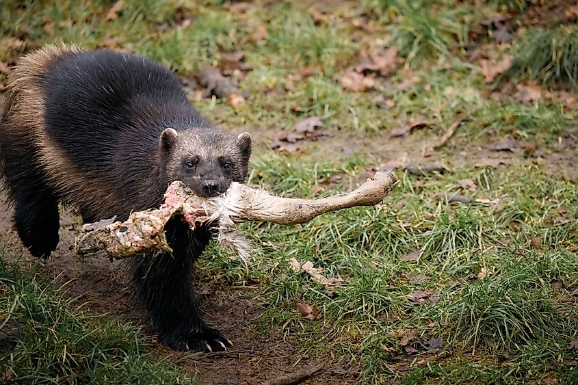 A Wolverine walking through woodland carrying it's food; a deer leg.