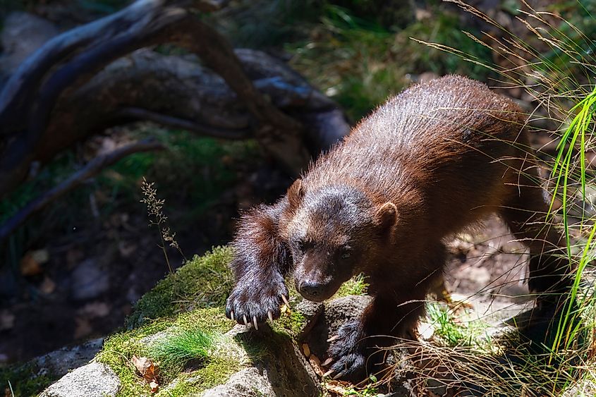 A Wolverine Running through the Landscape