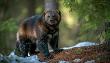 Wolverine