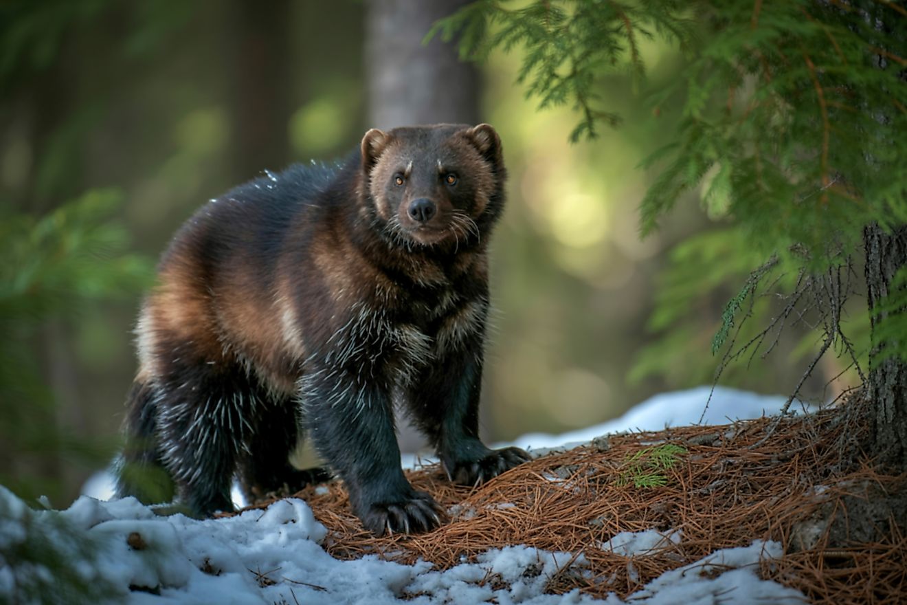 Wolverine
