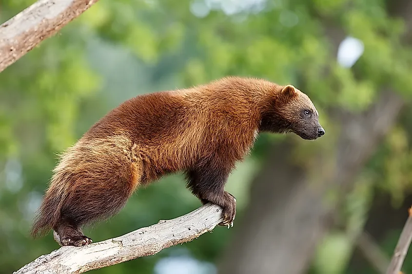 Wolverine looking out for prey.