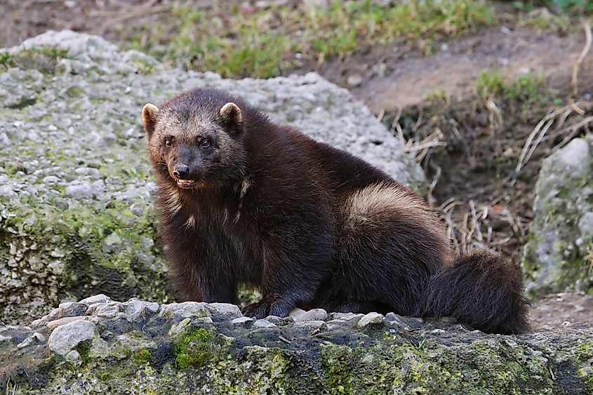 The wolverine has a population of an estimated 150 throughout Finland, and requires a wide range for its habitat.