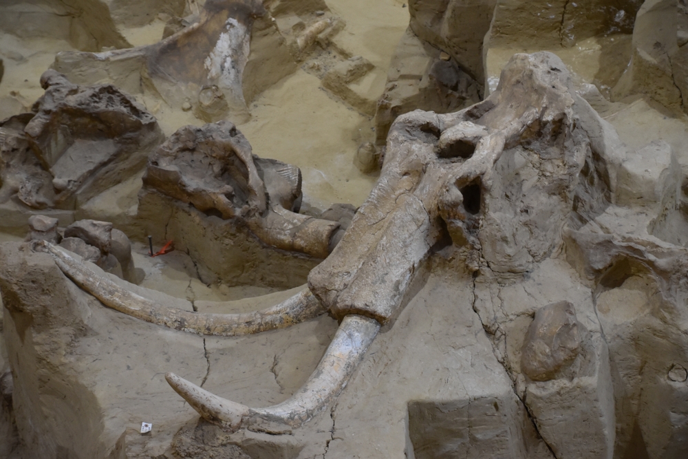 Mammoth bones reveal secrets of Ice Age hunters
