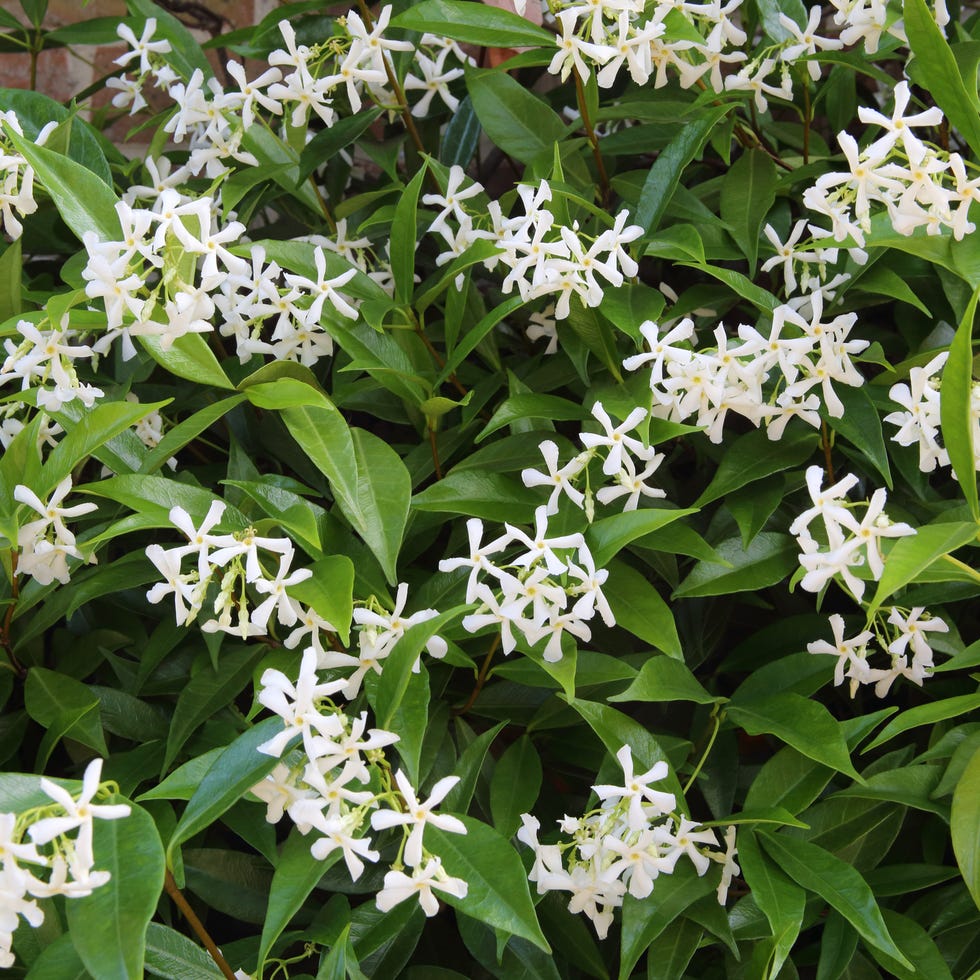 Star Jasmine, Trachelospermum jasminoides, on brick wall. very fragrant white star jasmine, (trachelospermum jasminoides), in flower, climbing on north facing brick wall of house, in horizontal format. english domestic garden, surrey, england, uk.