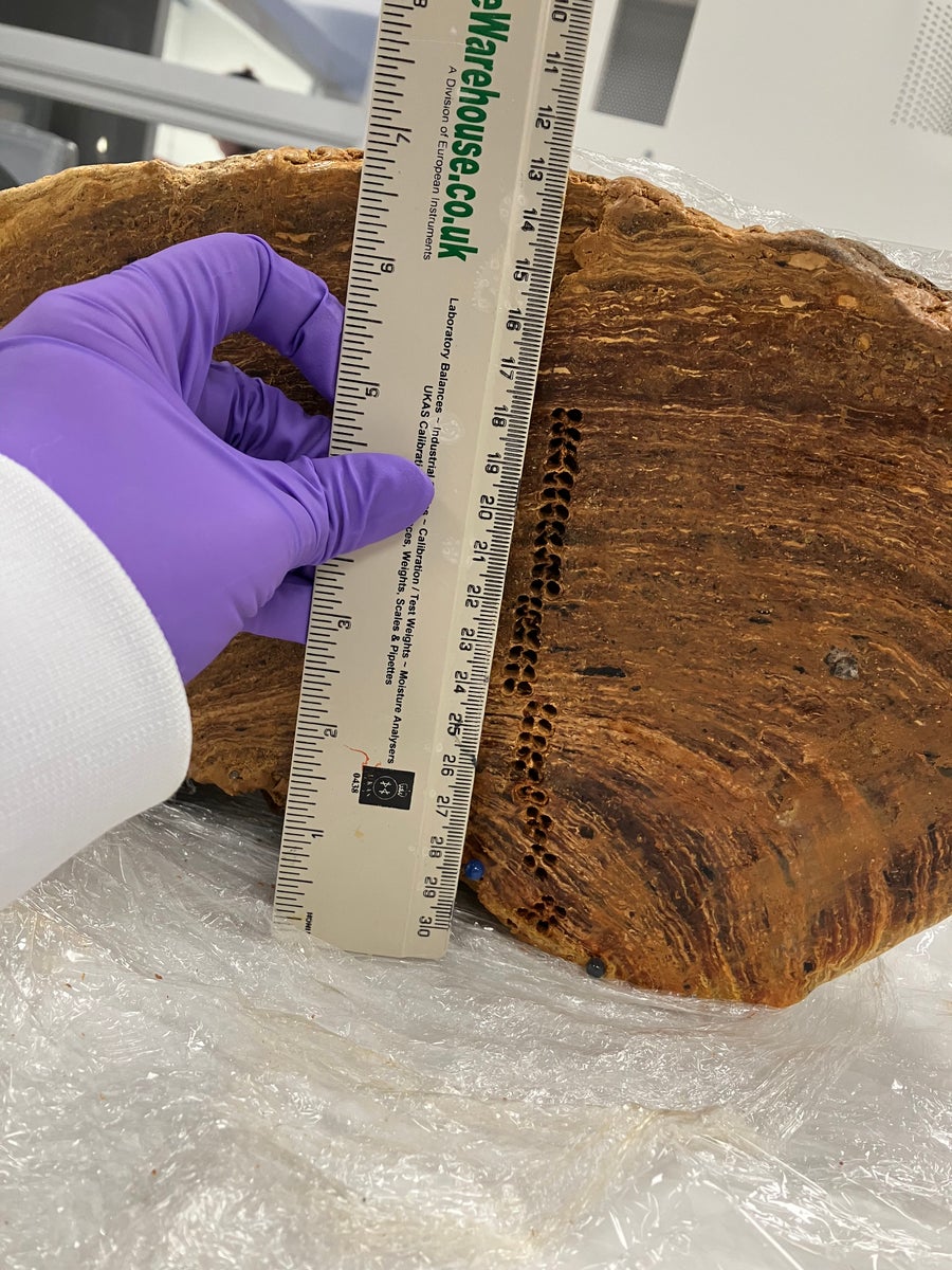 A gloved hand holds a ruler up to a roughly 7-inch tall hunk of layered brown material with small holes taken from it periodically.