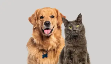 Surprise: the animal with the best memory isn’t the one you think