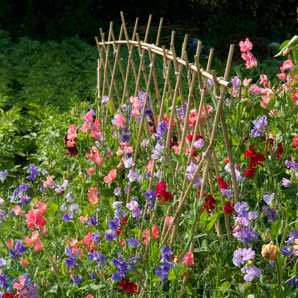sweet pea flowers sweet pea flowers