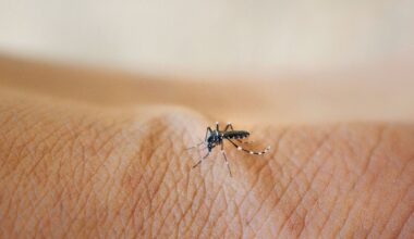 Should we reengineer the world's deadliest animal? : Short Wave : NPR