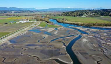 To save salmon, a tribe near Seattle is flooding farmland : NPR