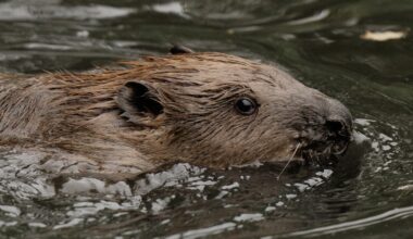 Beavers act as climate change warriors in Britain : State of the World from NPR : NPR
