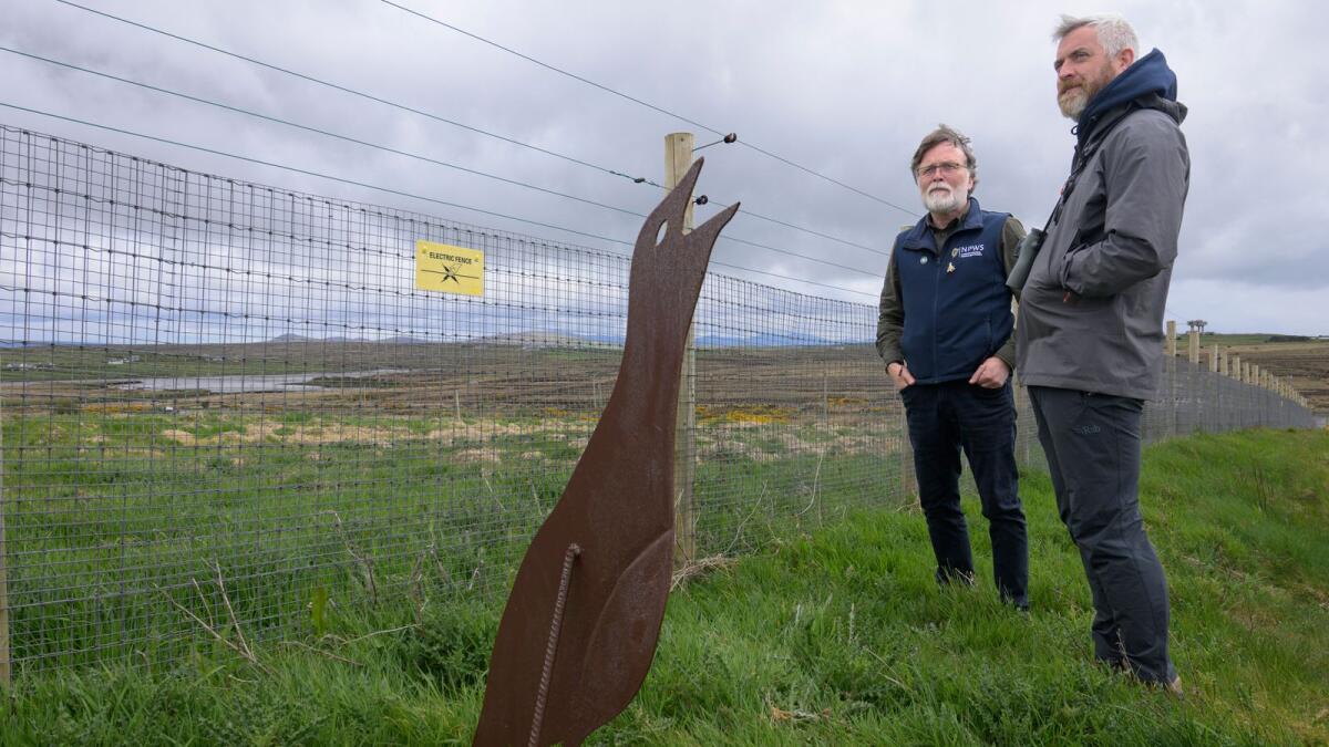 Major conservation milestone with purchase of Mayo corncrake breeding site