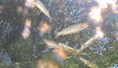 Fourth river pollution conviction in 10 years