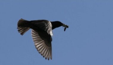 GALLERY: Tullamore Camera Club takes flight with latest collection