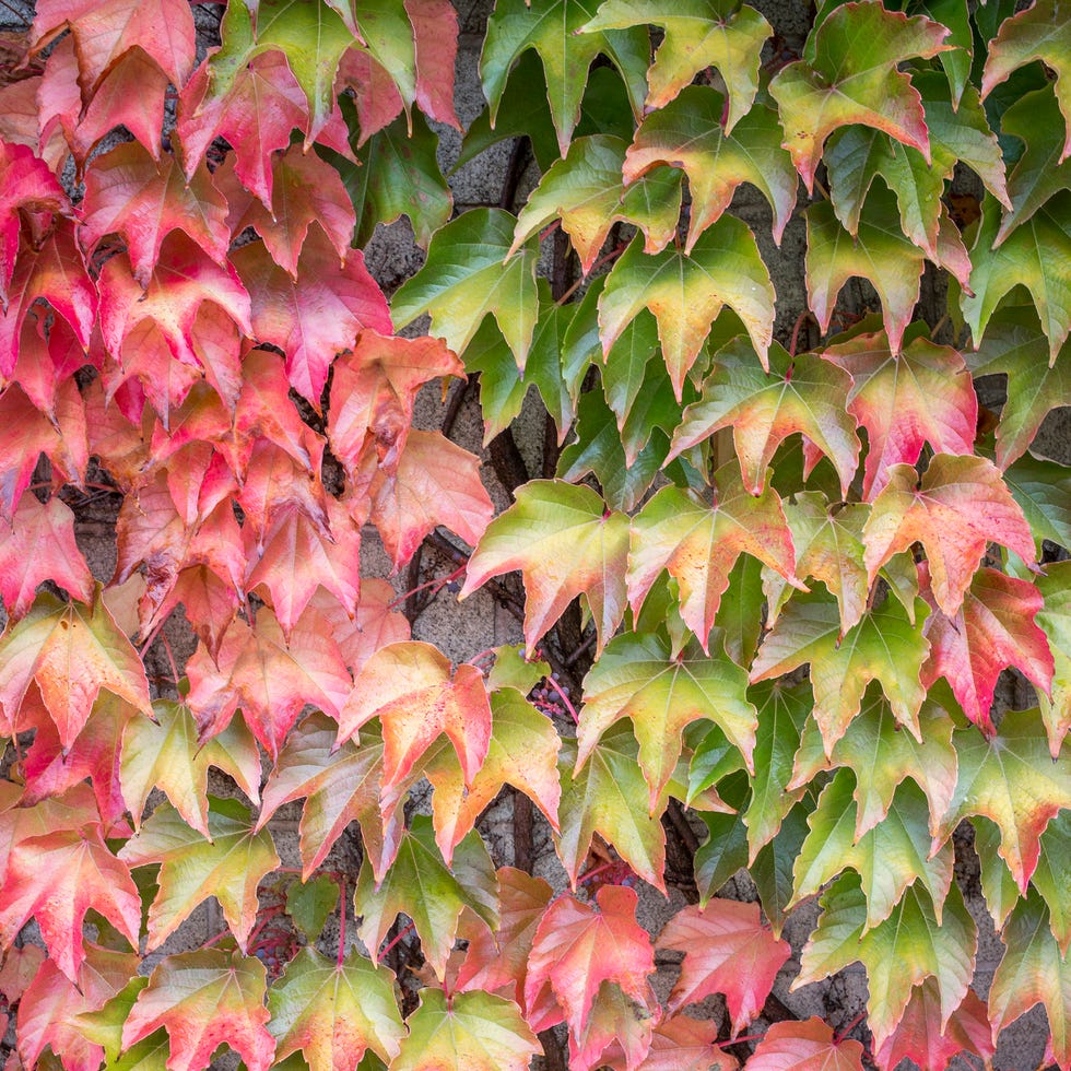 fast flowering vines Autumn leaves of Virginia creeper fast flowering vines autumn leaves of virginia creeper