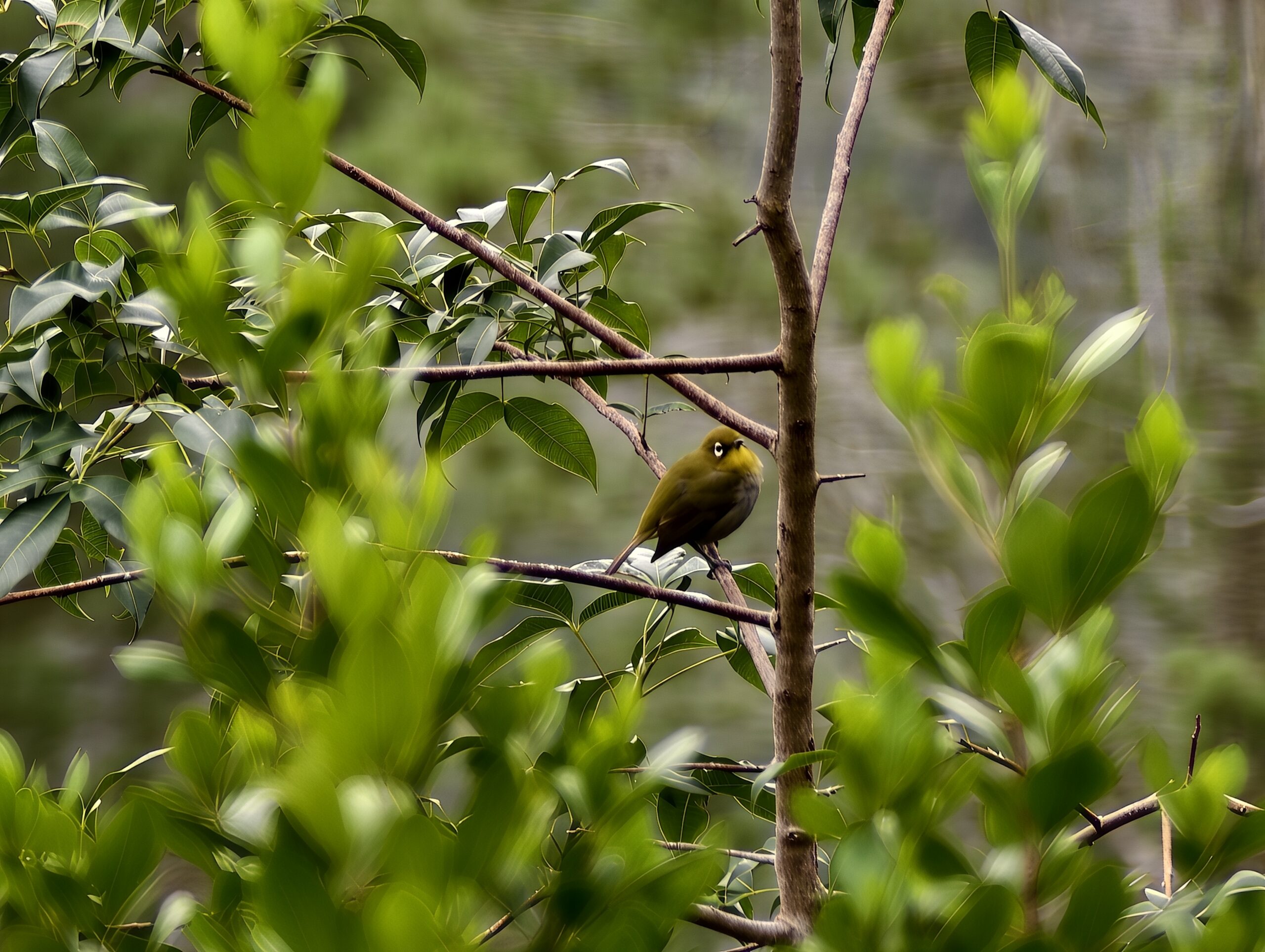 vivo x200 ultra teleconverter bird 1