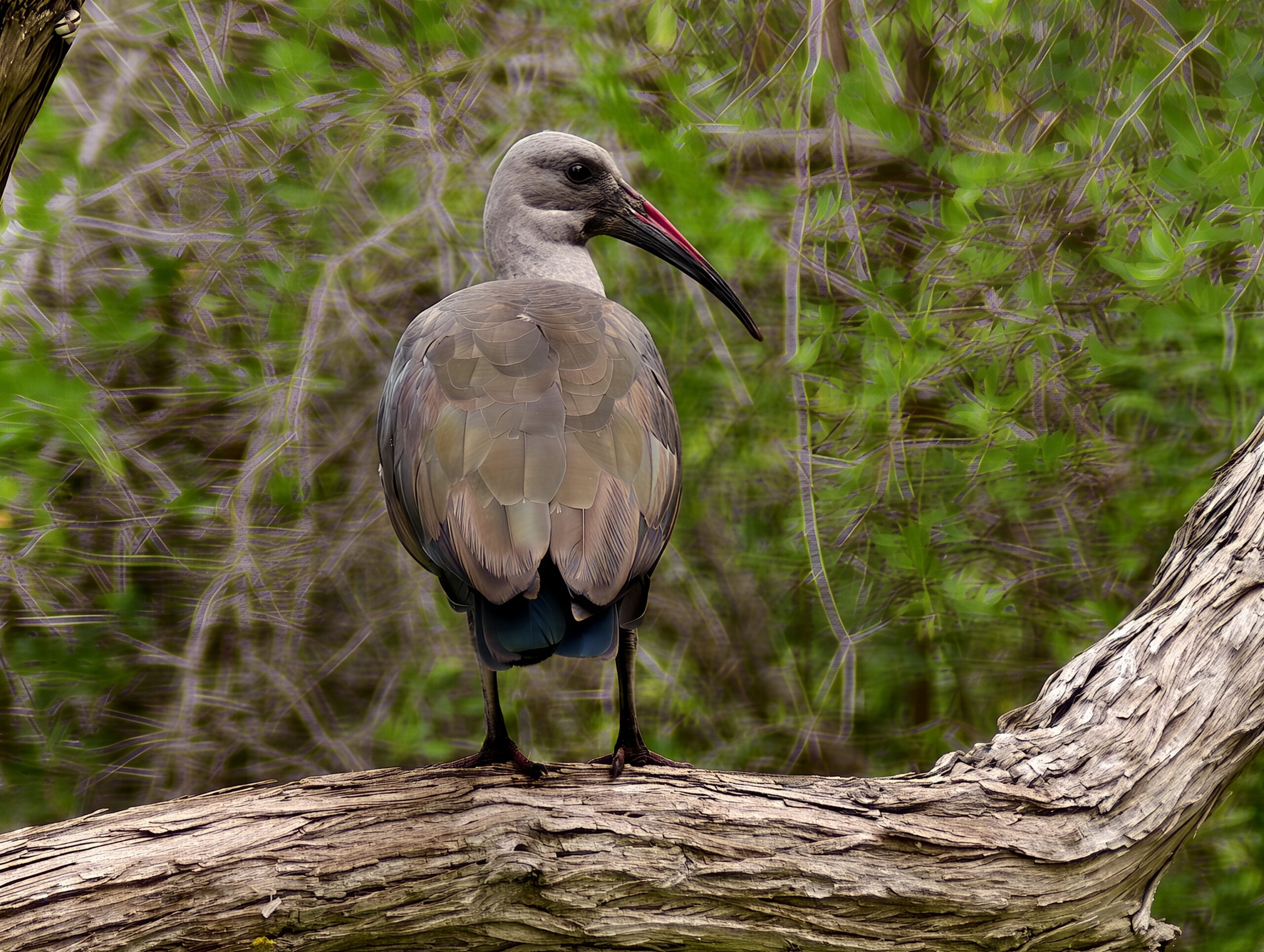 vivo x200 ultra teleconverter bird 3