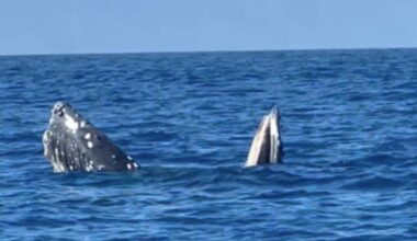 A whale partially emerges from the blue ocean, showing its head and fin above the water's surface under a clear sky.