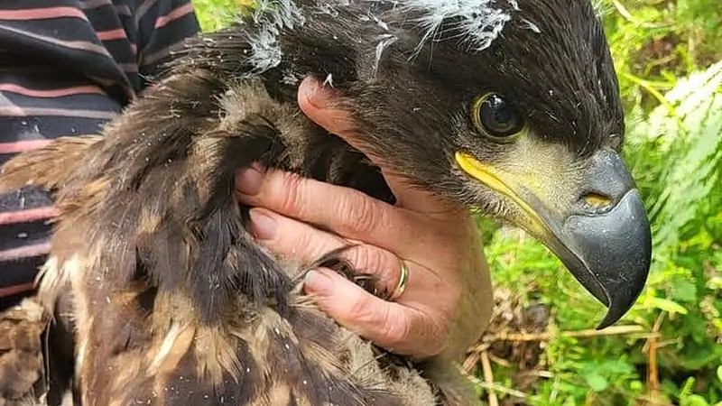 White-tailed eagle chick includes Donegal on tour of Ireland