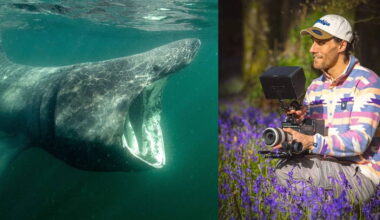 Wildlife filmmaker from Ballinasloe features on BBC Springwatch
