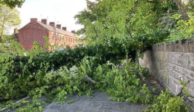 Lucky escape for Louth motorist as tree falls from school grounds on to bonnet of car