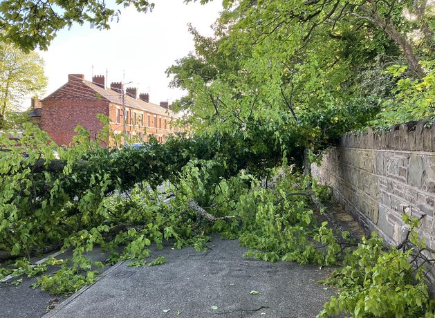 Lucky escape for Louth motorist as tree falls from school grounds on to bonnet of car