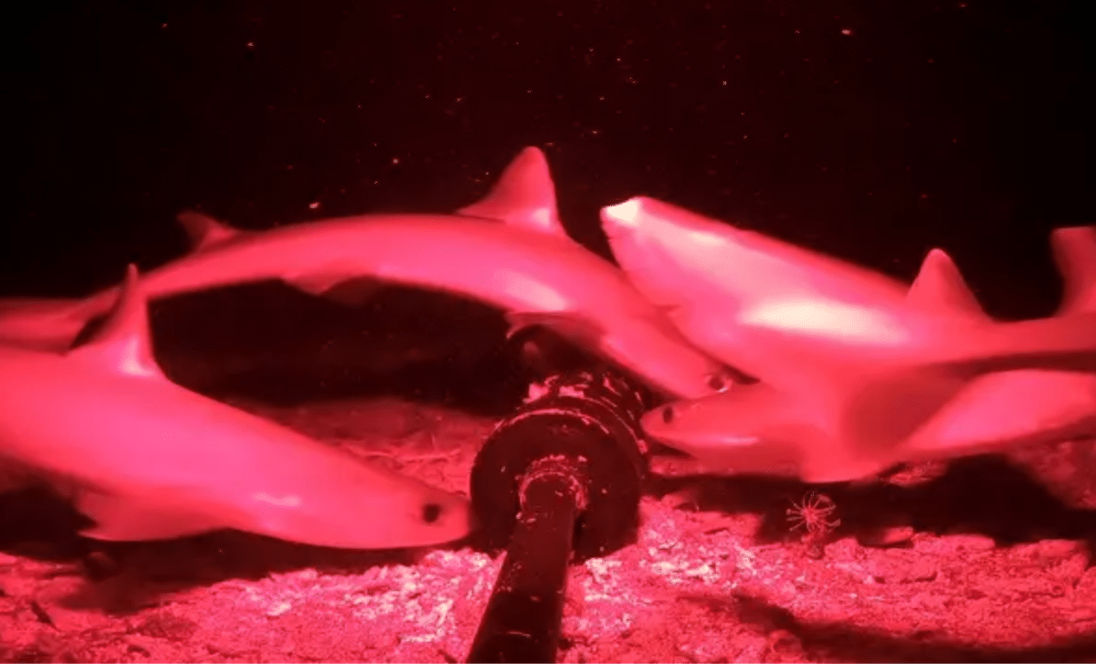 Youtuber Drops Night Vision Camera Into The Indonesian Ocean Depths And Discovers Species Never Before Seen Alive