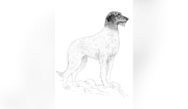 Wolfhound features on new 'unmistakably Irish' passport
