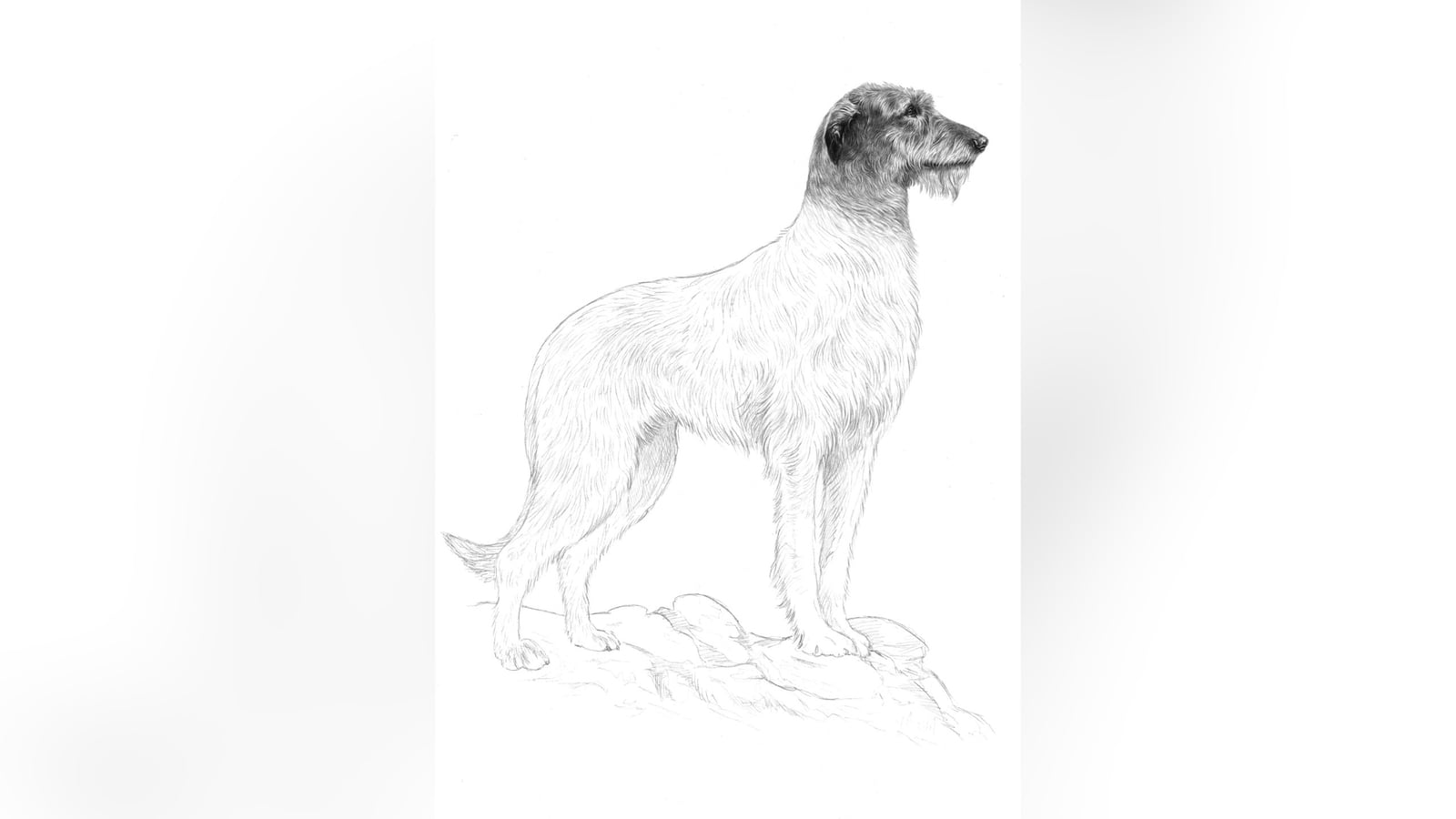 Wolfhound features on new 'unmistakably Irish' passport
