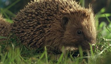 Call for public to assist in nationwide hedgehog count