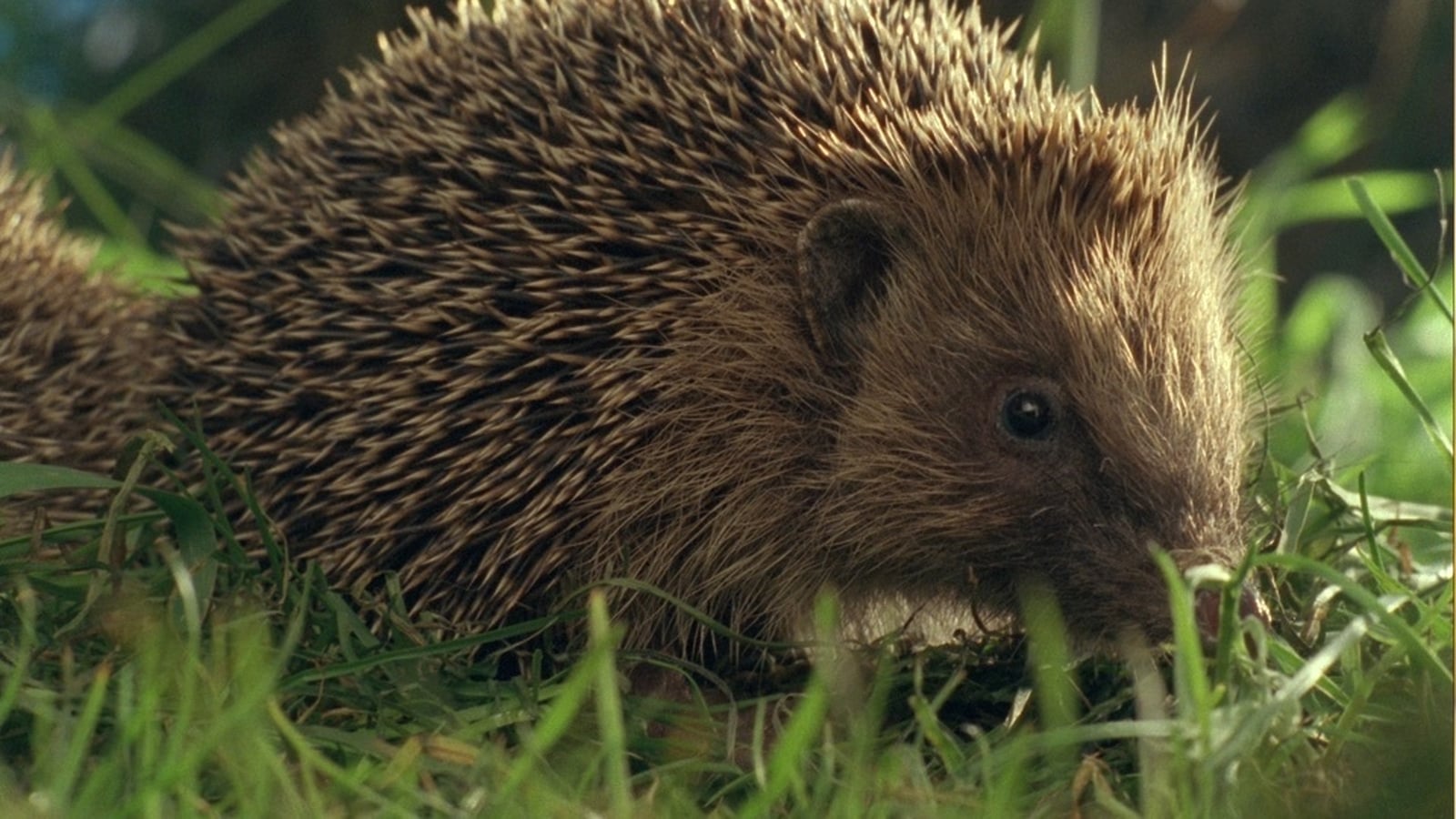 Call for public to assist in nationwide hedgehog count