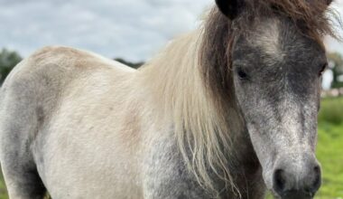 Relief as pony who went missing from charity is found