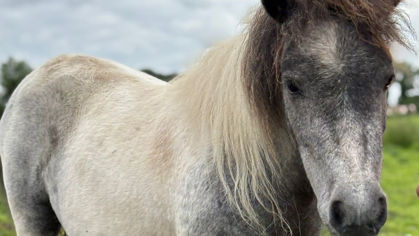 Relief as pony who went missing from charity is found