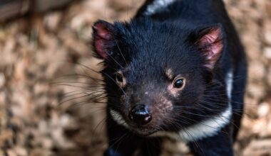 Tasmanian devil named Mary thwarts Australian search team