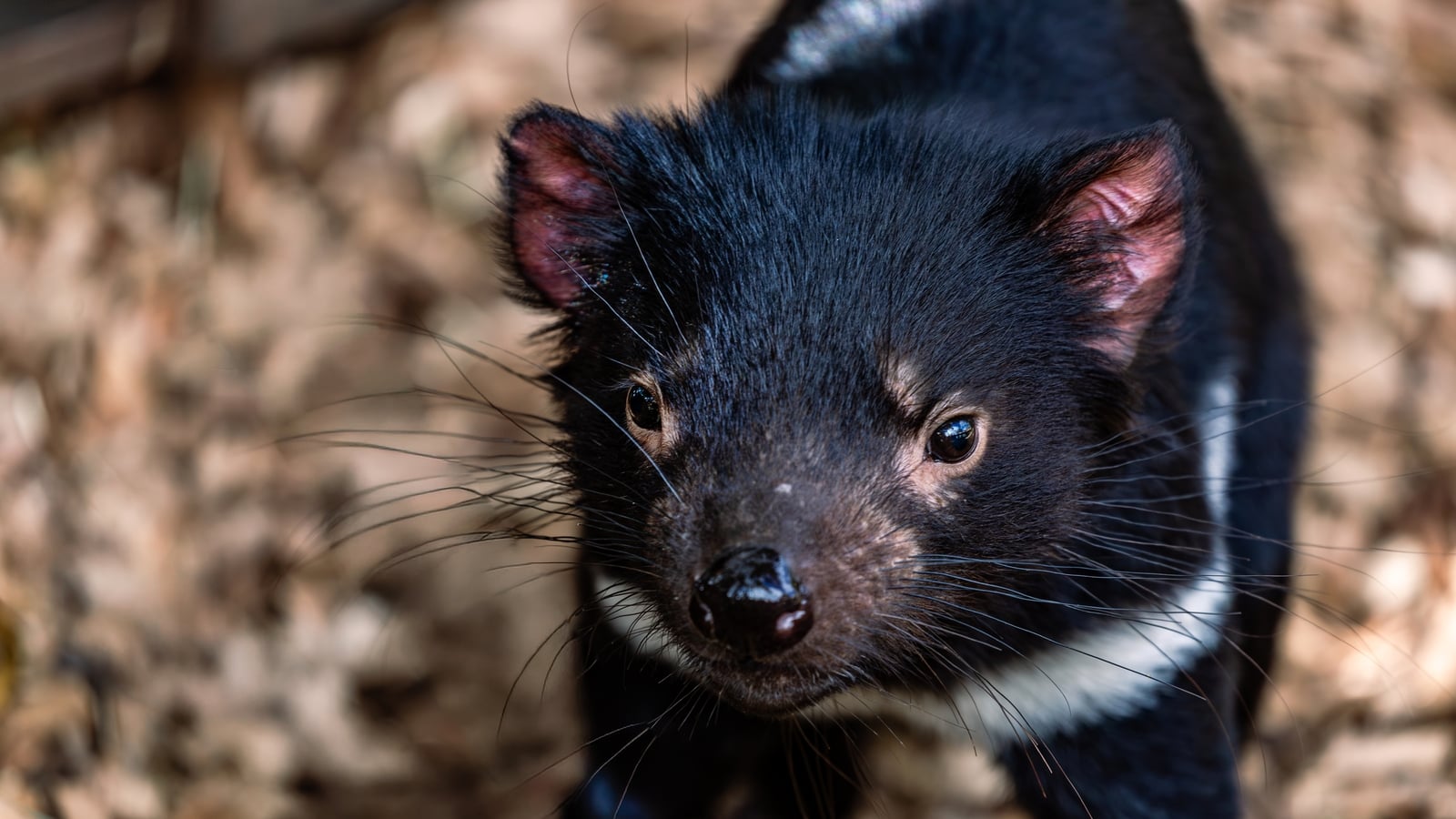Tasmanian devil named Mary thwarts Australian search team
