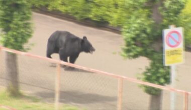 'Extremely intelligent' bear at large in Japan hurts four