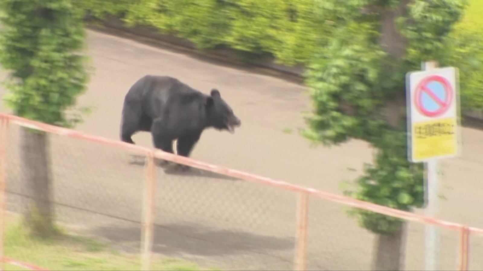 'Extremely intelligent' bear at large in Japan hurts four