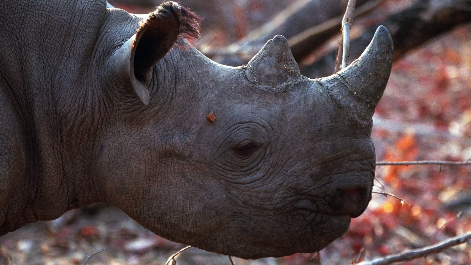 Rhinos back in Zimbabwe park 30 years after evacuation