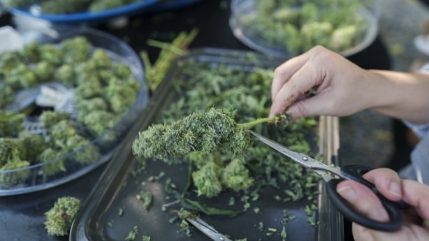 Selective focus free hand using scissor trimming fresh Cannabis bud Homegrown - stock photo - GETTY