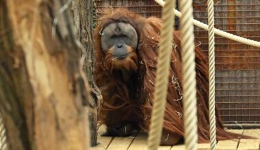 Floods in Indonesia killed 7% of rare orangutan species