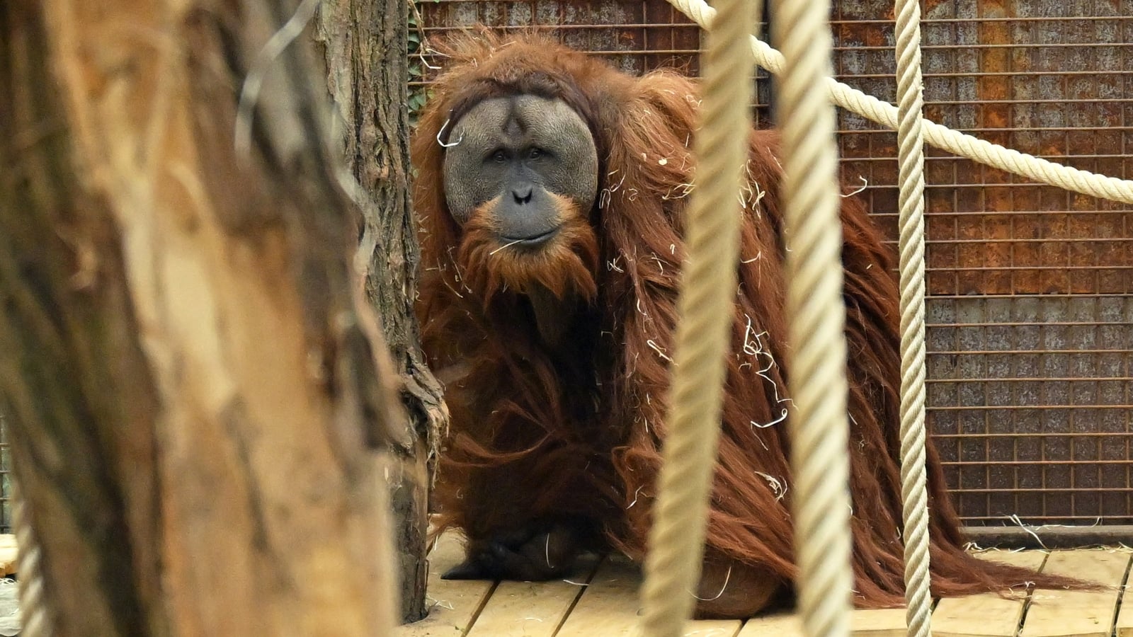 Floods in Indonesia killed 7% of rare orangutan species