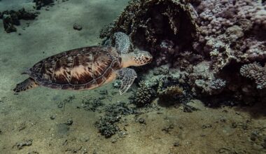 China warns 'spy turtles' are fishing for sea secrets