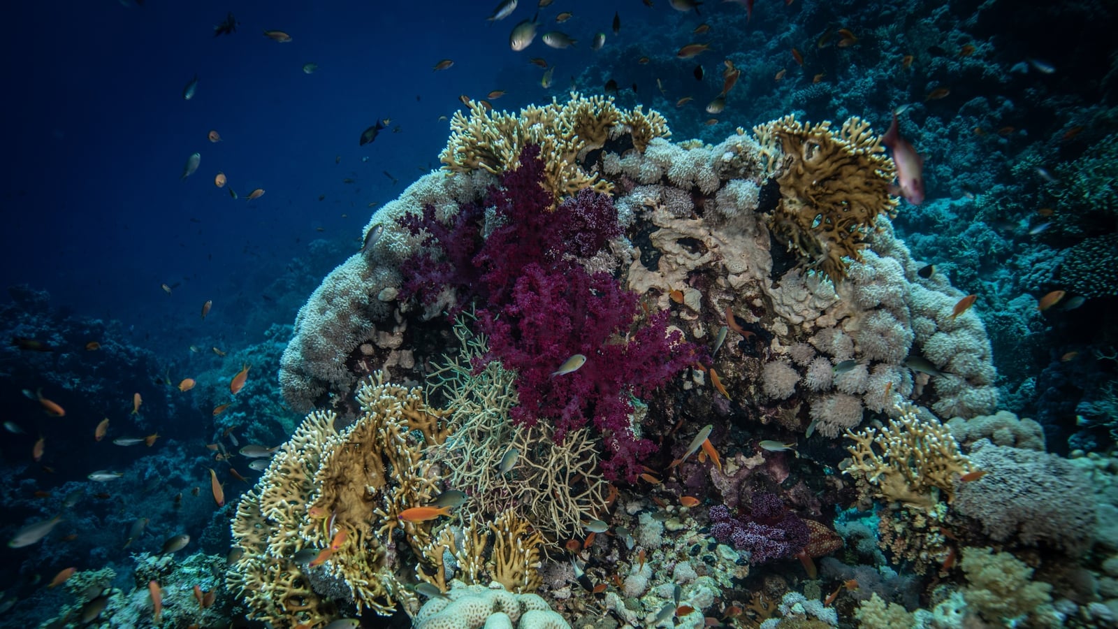 Vast areas of coral could resist climate change