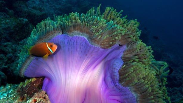 Various sea creatures seen as coral reefs show severe damage due to rising sea temperatures linked to climate change