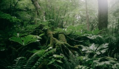 AI to be used to identify plants at risk of extinction