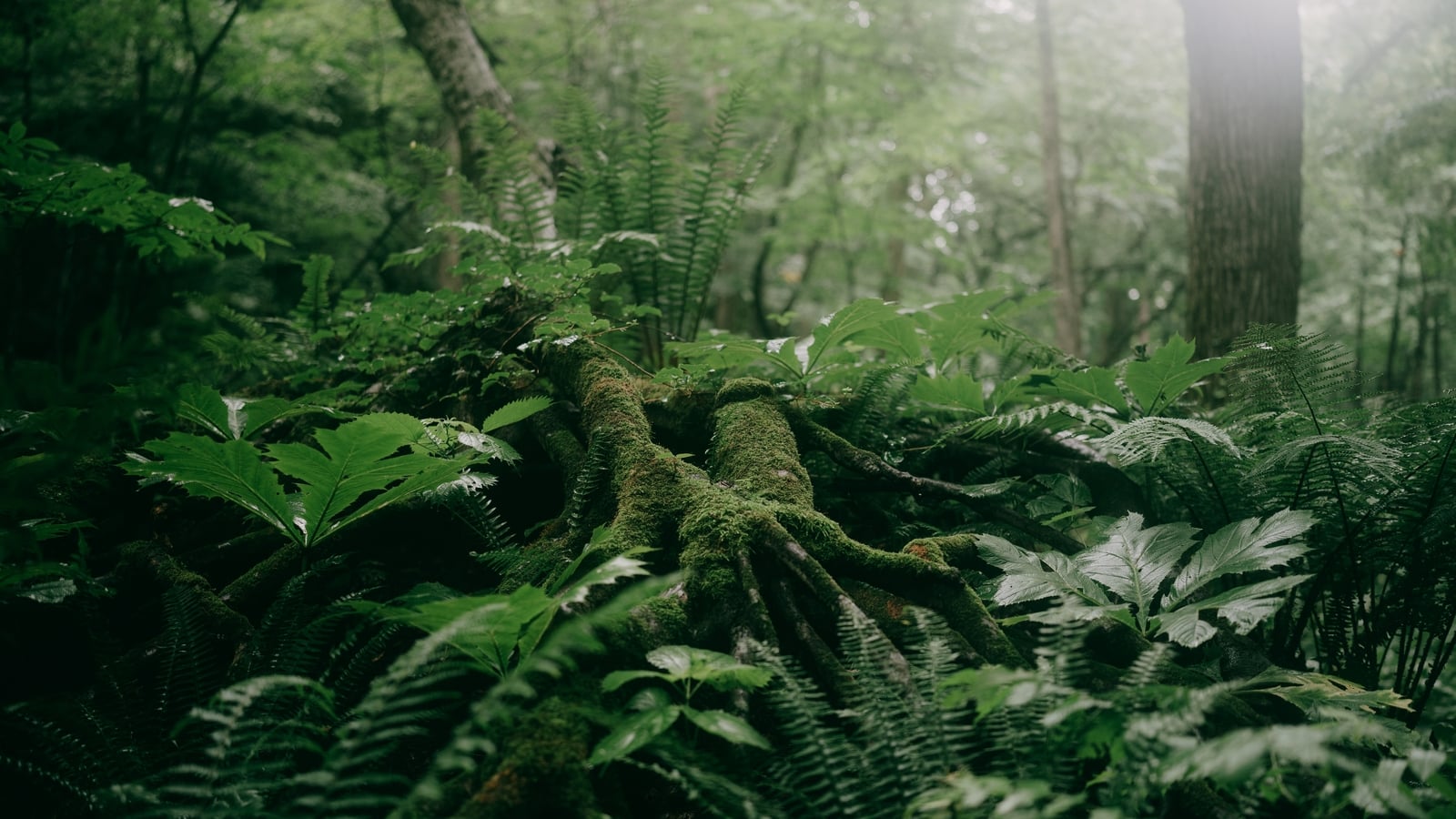 AI to be used to identify plants at risk of extinction