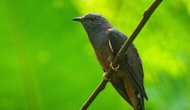 Public urged to follow fortunes of migrating Irish cuckoo