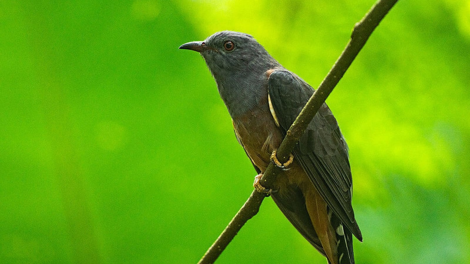 Public urged to follow fortunes of migrating Irish cuckoo