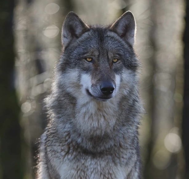 wolf