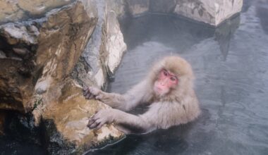 Japan 'snow monkey' park to cap visitors