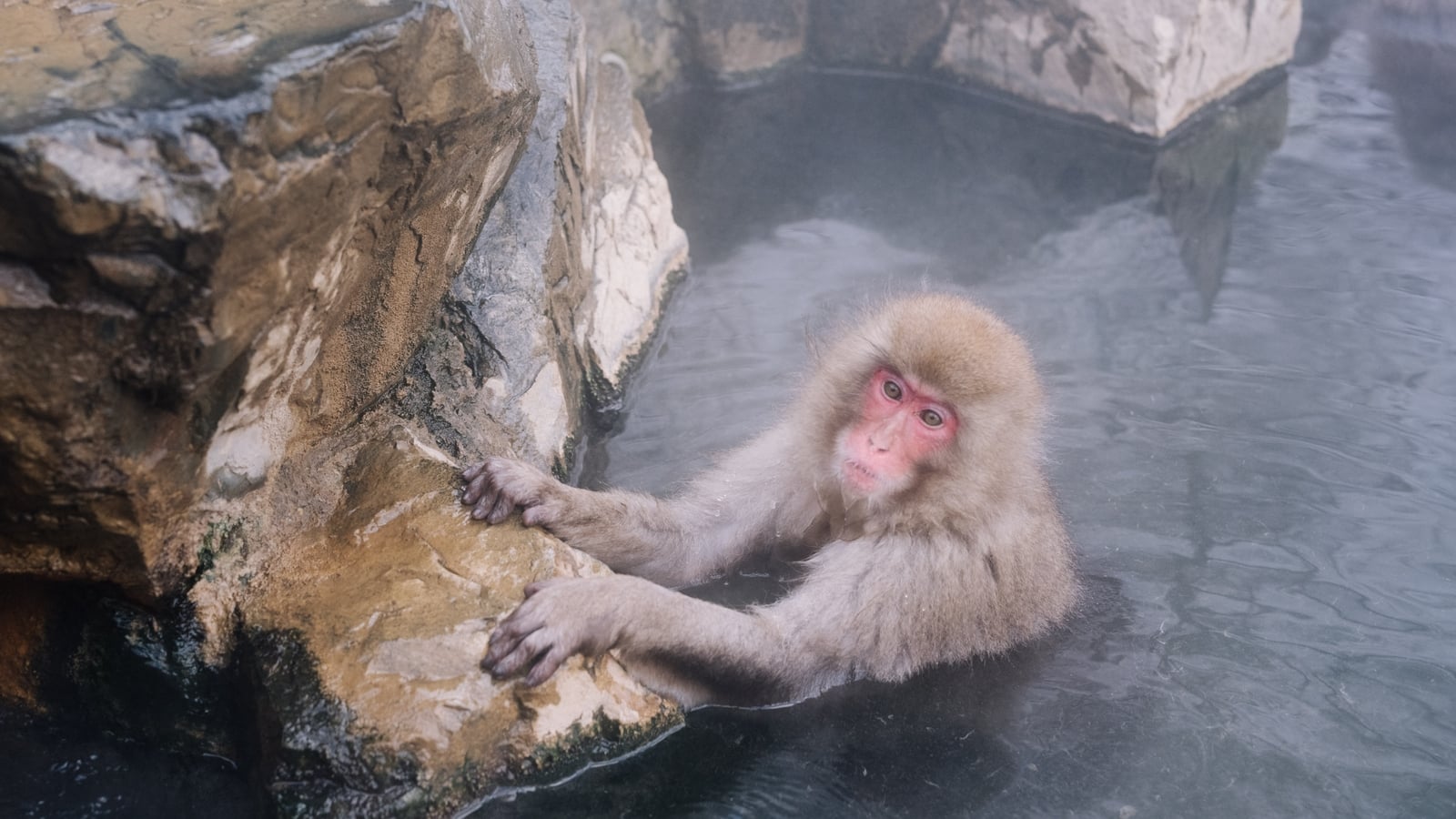 Japan 'snow monkey' park to cap visitors